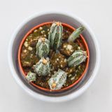 Senecio stapeliiformis - 5,5cm