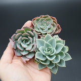 Set: E. bicolor, E. Blue Atoll, E. Hybrid