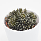 Sinocrassula yunnanensis - 8,5cm