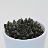 Sinocrassula yunnanensis - 5,5cm