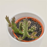 Stapelia Flavopurpurea - 8cm