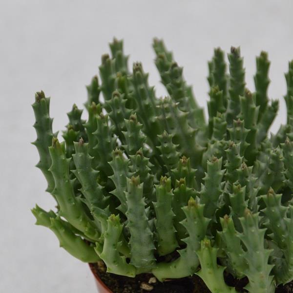 Orbea variegata - 8,5cm