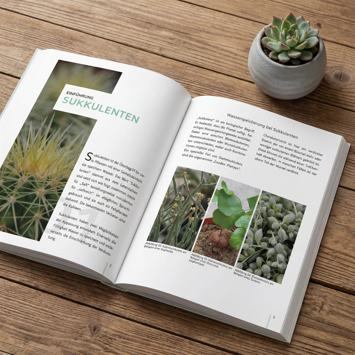 Sukkulenten richtig gießen - 60 Seiten Guide (eBook)