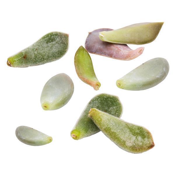 Blattstecklinge, 10 Stück