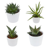 Sukkulenten Selektion, 5 Stück