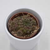 Sulcorebutia canigueralii- 5,5cm