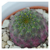 Sulcorebutia rauschii Violet - 5,5cm
