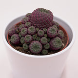 Sulcorebutia rauschii Violet - 10,5cm