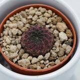 Sulcorebutia rauschii Violet - 5,5cm