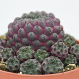 Sulcorebutia rauschii Violet - 10,5cm