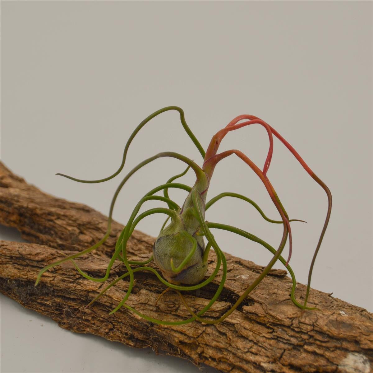 Tillandsia bulbosa