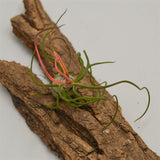 Tillandsia bulbosa