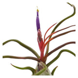 Tillandsia bulbosa
