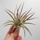 Tillandsia kammii
