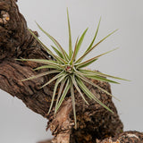 Tillandsia kammii
