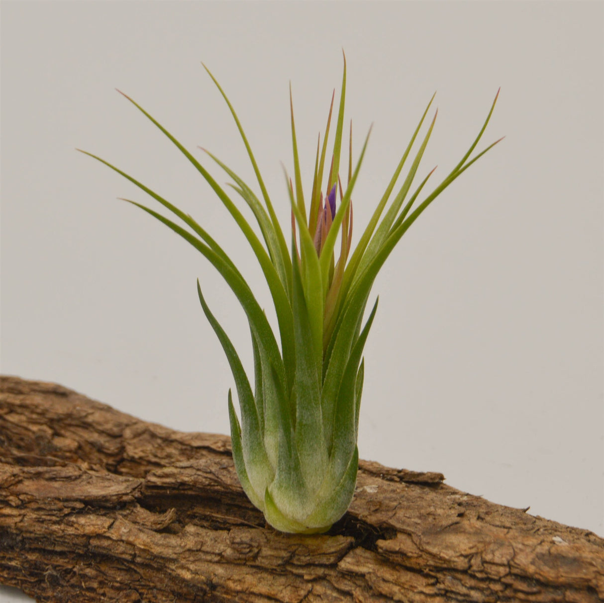 Tillandsia kolbii (ion. scaposa)