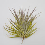 Tillandsia plagiotropica var. purple