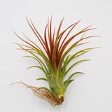 Tillandsia Rainforest Red