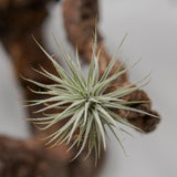 Tillandsia tectorum Snowball
