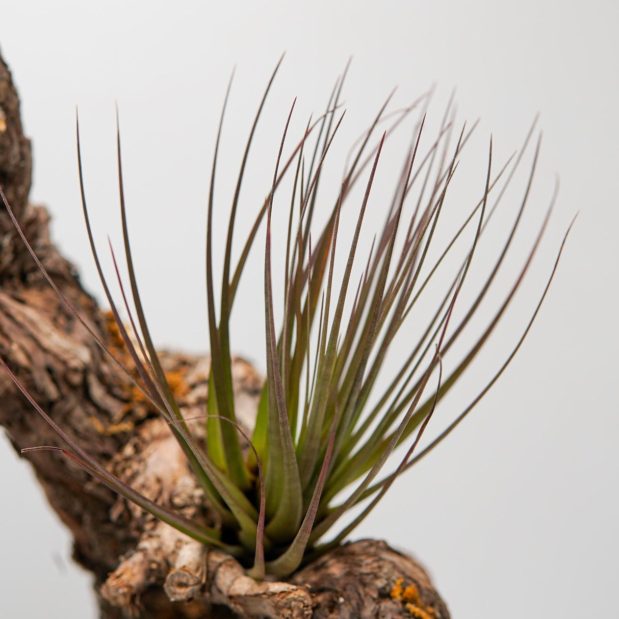 Tillandsia tricolor v. melanocrater