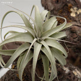 Tillandsia xerographica