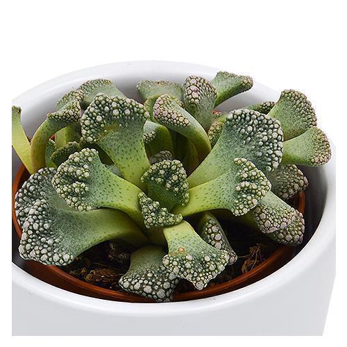 Titanopsis calcarea - 5,5cm