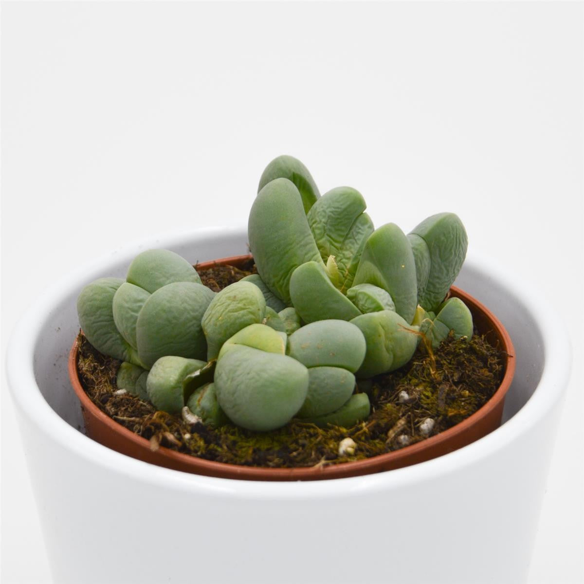 Vanheerdea divergens - 8,5cm