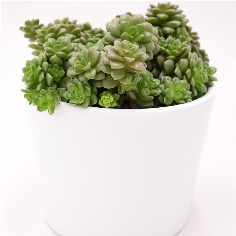 x Cremnosedum Little Gem - 8,5cm