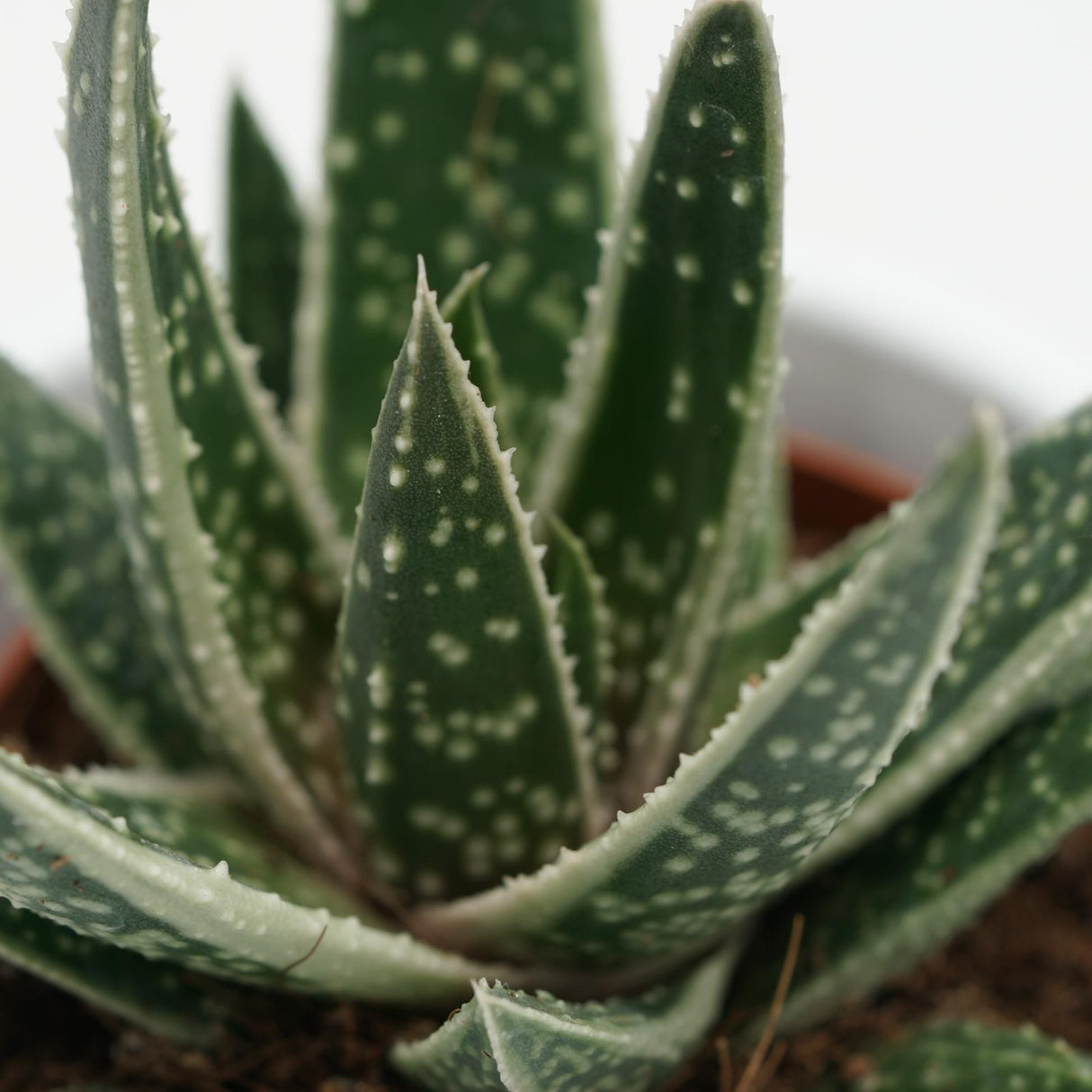 x Gasteraloe Doreen - 5,5cm