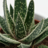 x Gasteraloe Doreen - 5,5cm
