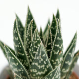 x Gasteraloe Interstellar - 5,5cm