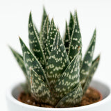 x Gasteraloe Interstellar - 5,5cm