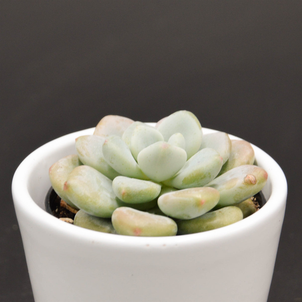 x Graptosedum Miul - 6cm