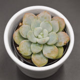 x Graptosedum Miul - 6cm