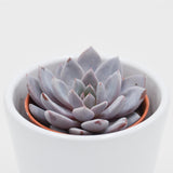 x Graptoveria Lulu - 5,5cm