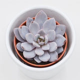 x Graptoveria Lulu - 5,5cm
