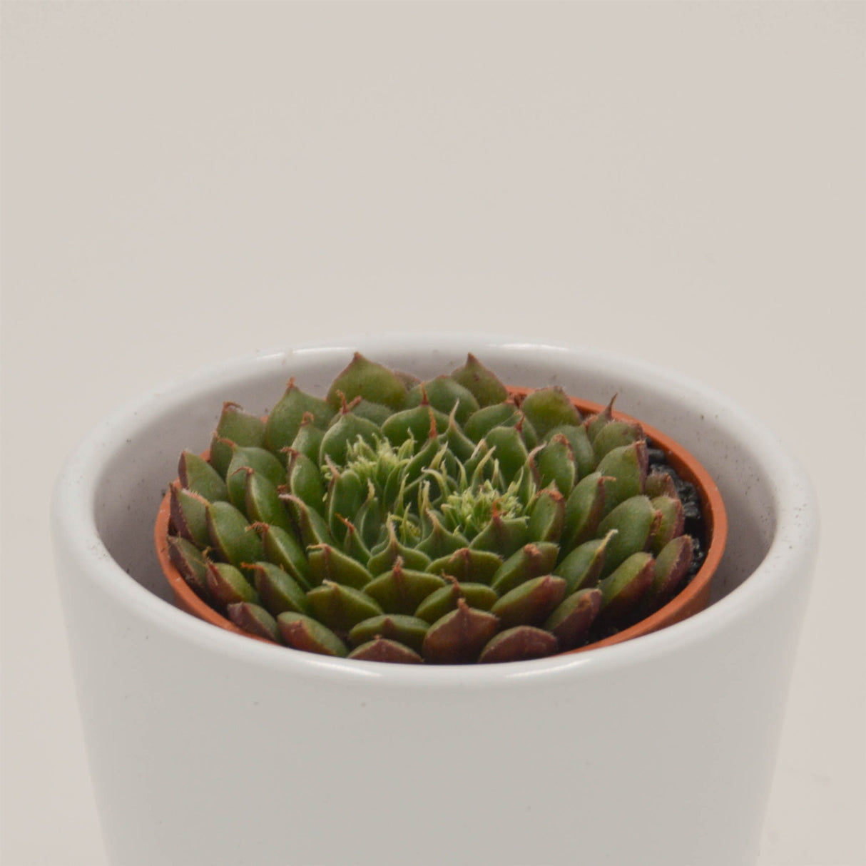 x Graptoveria Olivia - 5,5cm