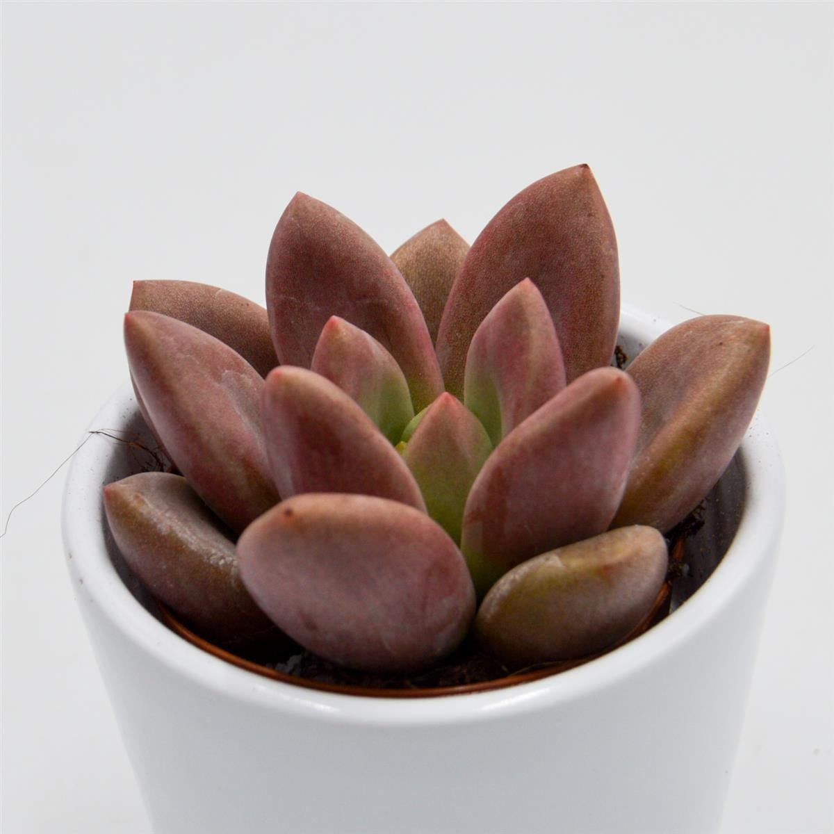 x Graptoveria Pink Donna - 5,5cm