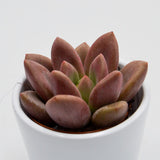 x Graptoveria Pink Donna - 5,5cm