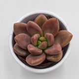 x Graptoveria Pink Donna - 5,5cm