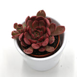 x Graptoveria Pink Ruby - 5,5cm
