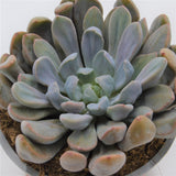 x Graptoveria Topsy Debbie - 13cm