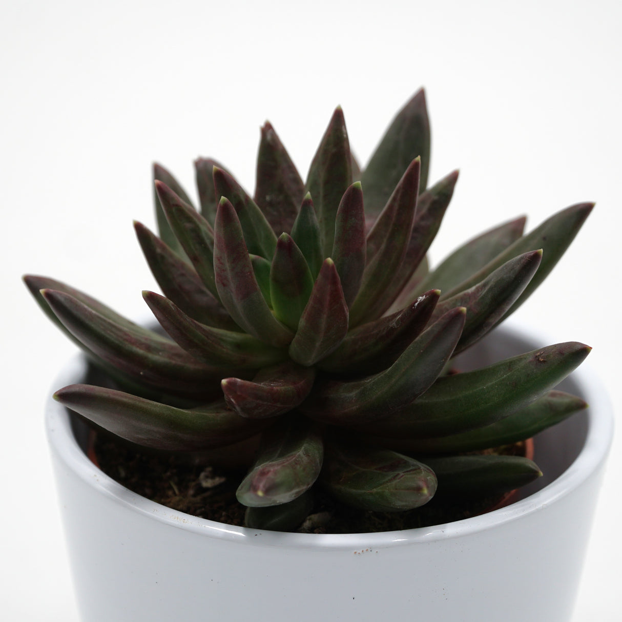 x Pachyveria Izar - 8,5cm