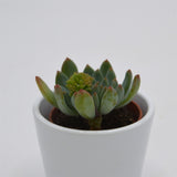 x Sedeveria Blue Elf - 5,5cm