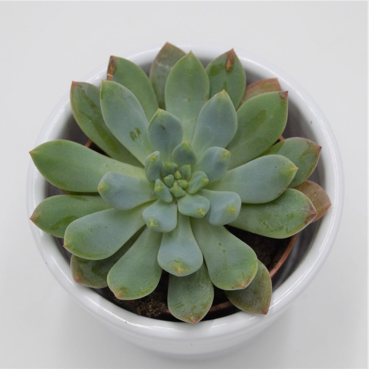 x Sedeveria Blue Elf - 5,5cm