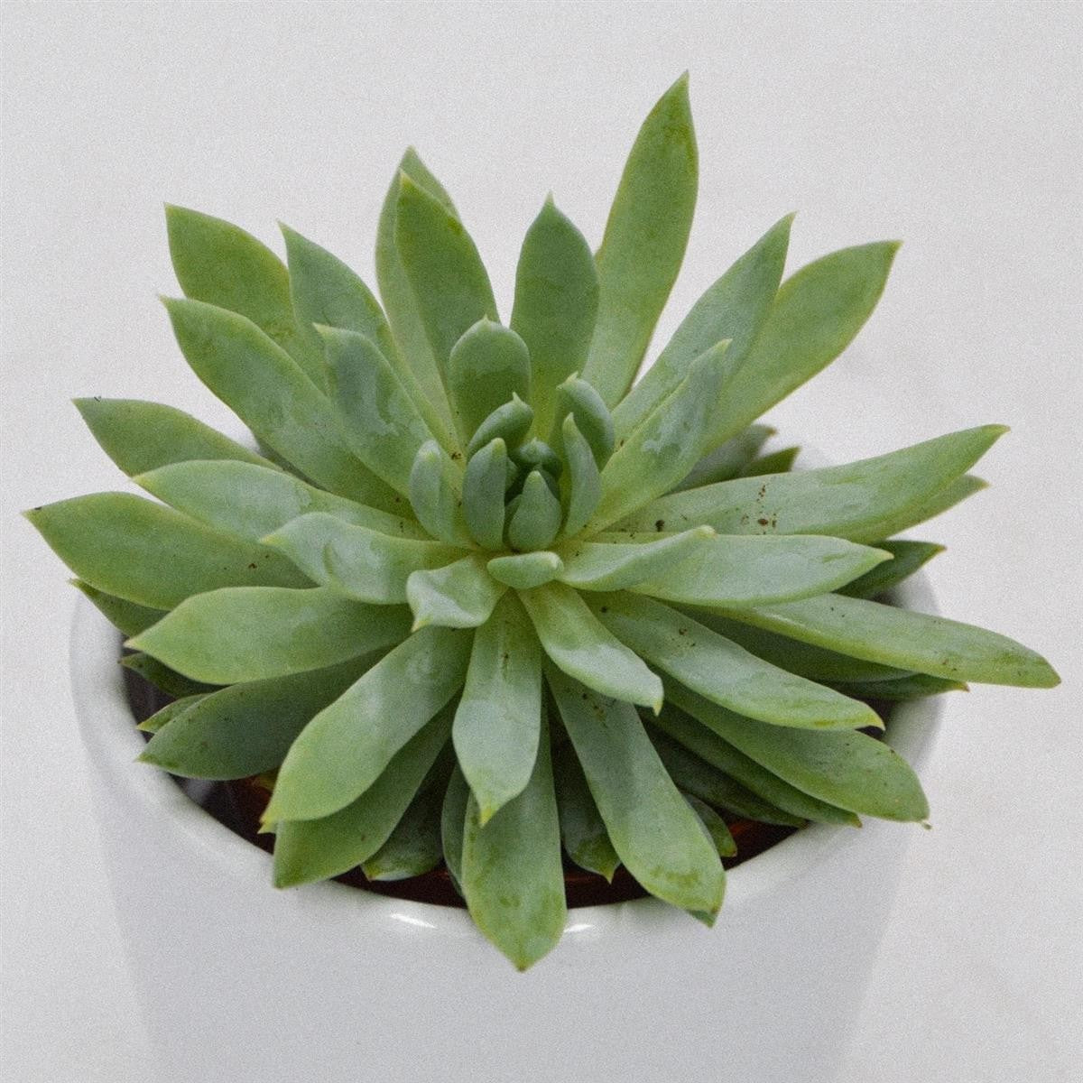 x Sedeveria Fanfare - 5,5cm