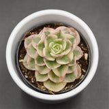 x Sedeveria Rolly f. variegata - 6cm