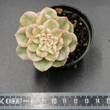 Sedeveria Rolly f. variegata