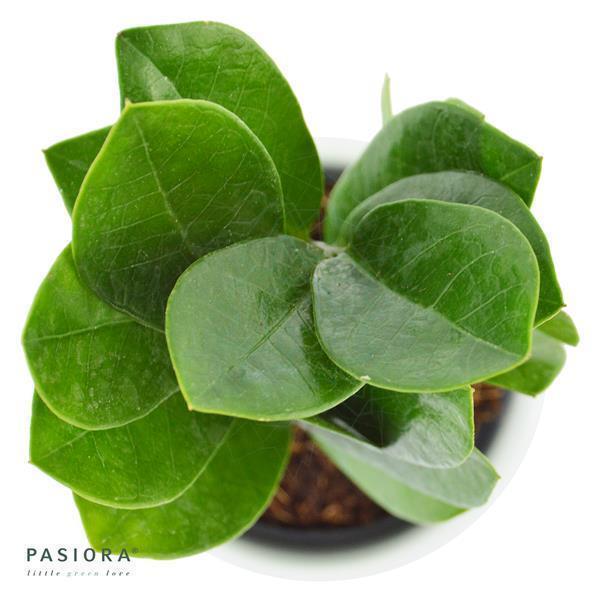 zimmerpflanze große grün weiße blätter Ficus Lyrata Geigen-Feige Zimmerpflanze Ø21cm ↕80cm kaufen main image 0